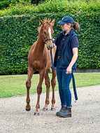 KS300622-60 - Cupboard Love's foal by Territories